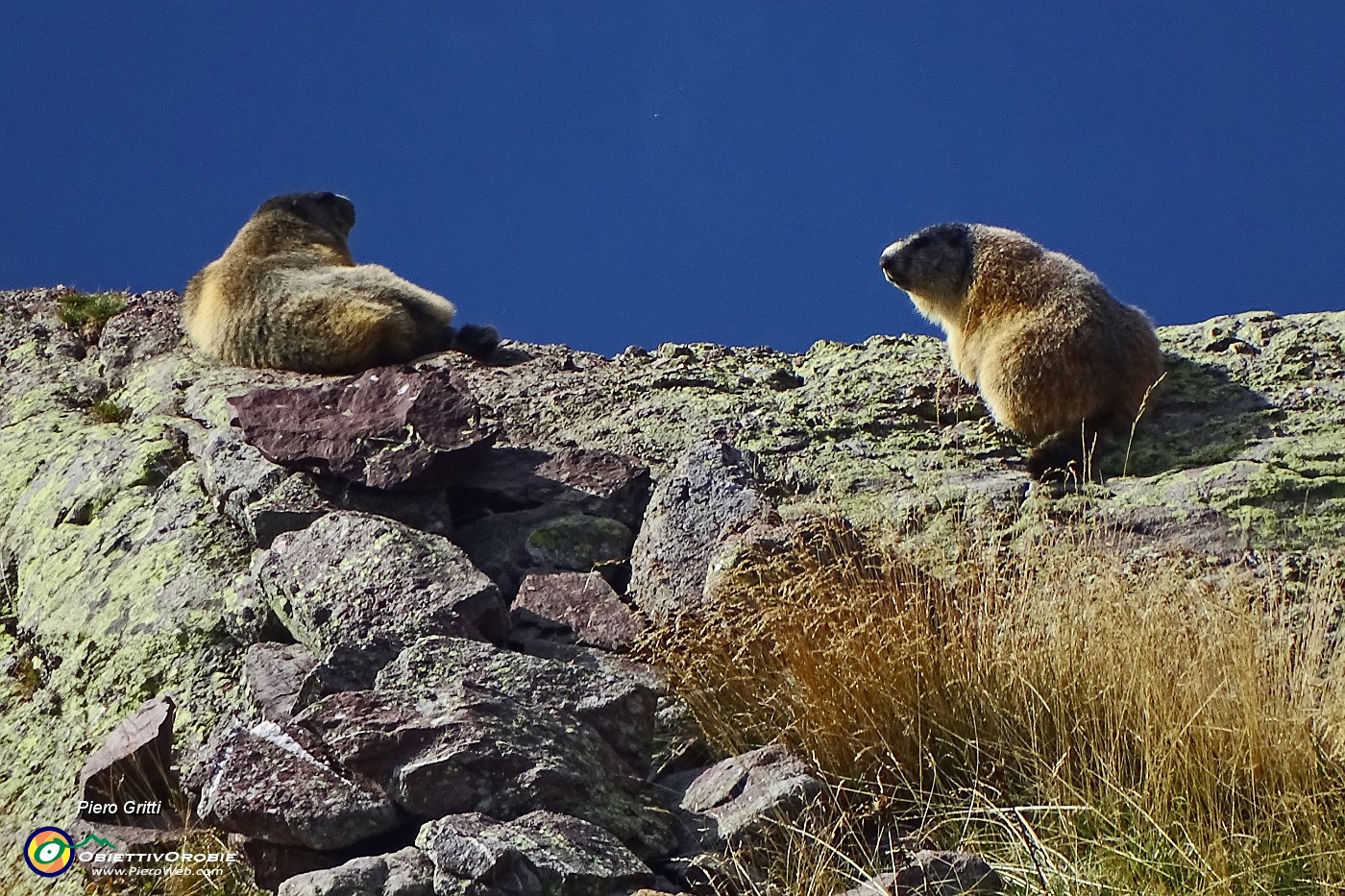 15 Coppia di marmotte ben pasciute per il letargo invernale.JPG -                                